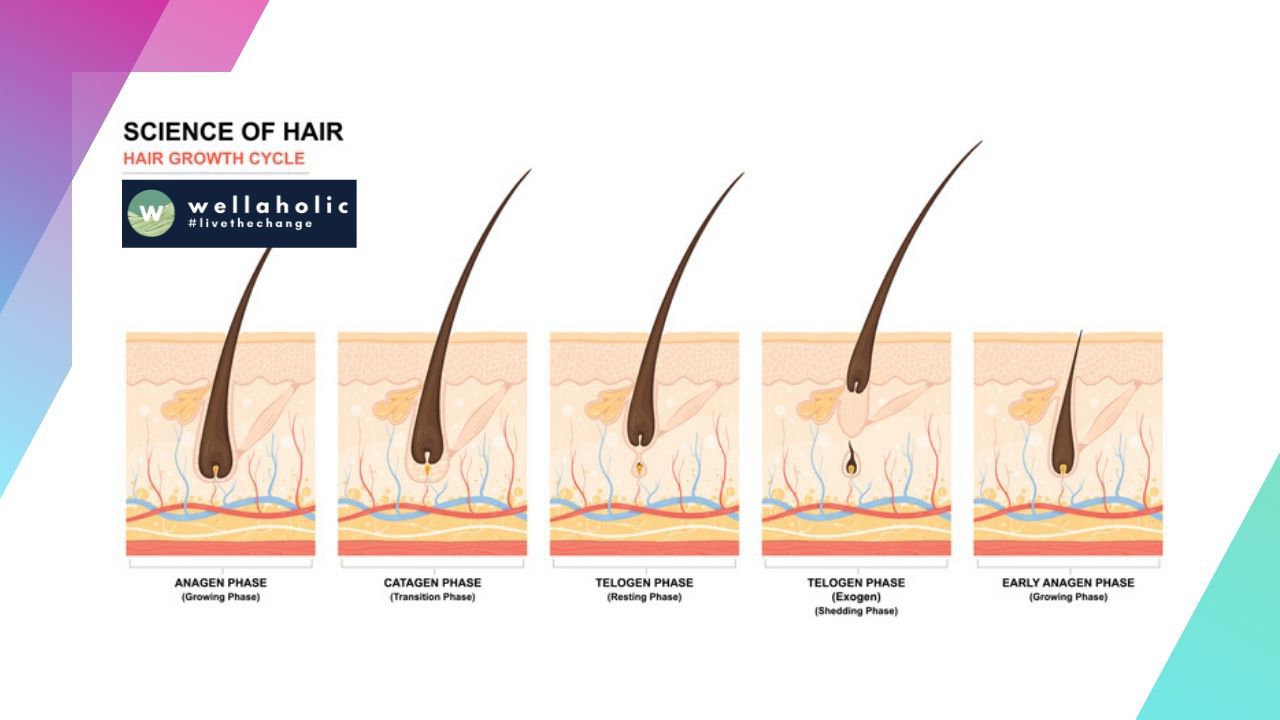 Hair removal is a procedure where a specific beam of light passes through the epidermis (surface layer of the skin) and then targets the follicles.